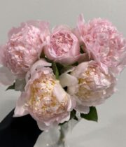 Peony, Top Brass-white/pink
