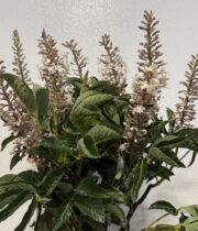 Pepperbush