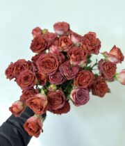 Rose Spray, Alma Coffee-SA