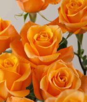 Rose, Aloha-SA