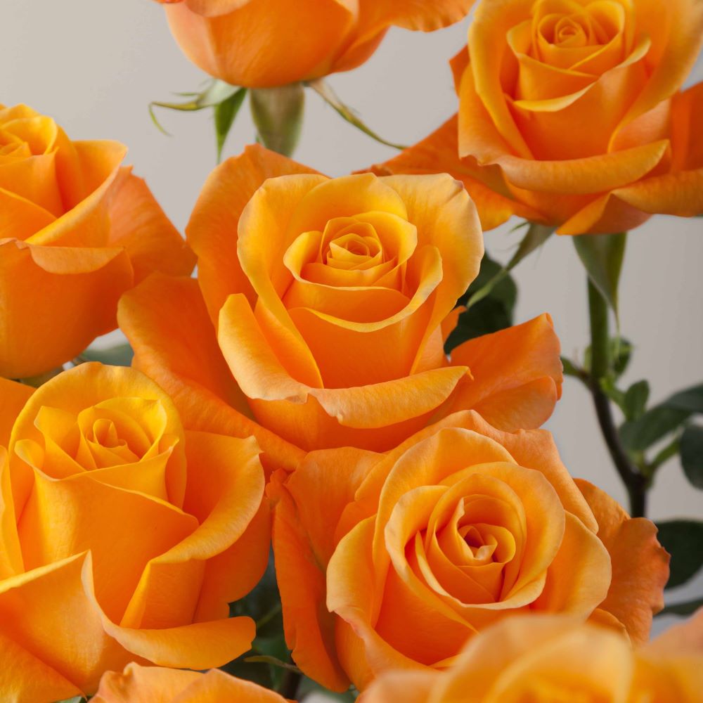 Aloha Roses
