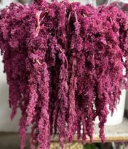 Amaranthus, Hanging Spider-red
