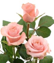 Rose, Be Sweet-SA