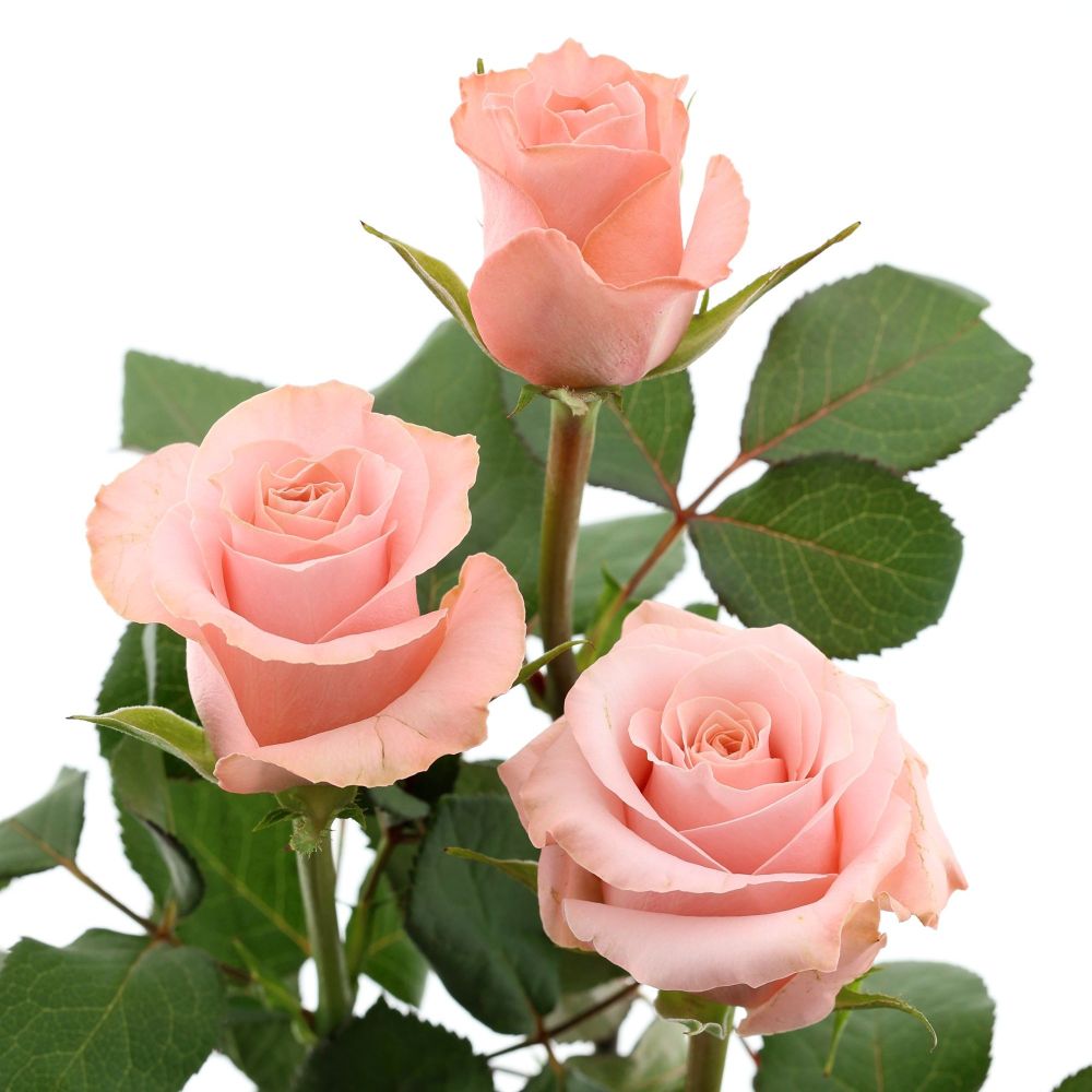 Be Sweet Roses