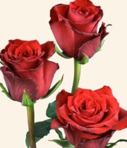 Rose, Born Free-SA