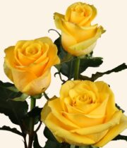 Rose, Yellow Bumblebee-SA