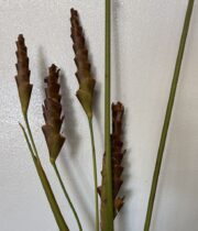 Calathea Leaf, Rattlesnake-brown