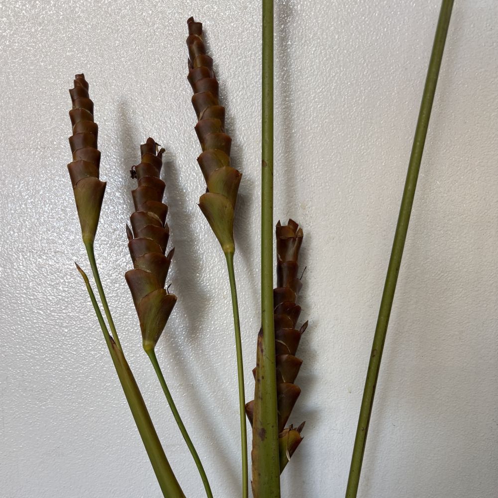 Calathea Leaf Rattlesnake
