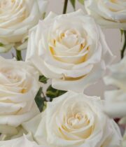 Rose, Candlelight-SA