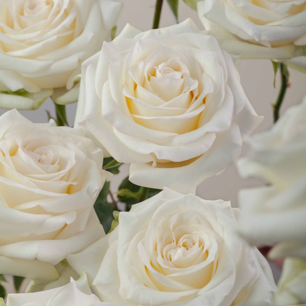 Candlelight Roses