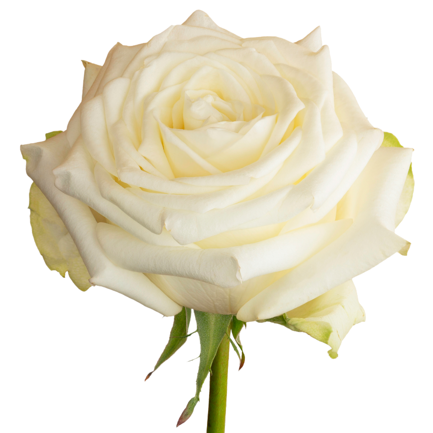 Rose, Candlelight-SA - Image 2