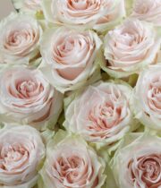 Rose, Chamagnier-SA