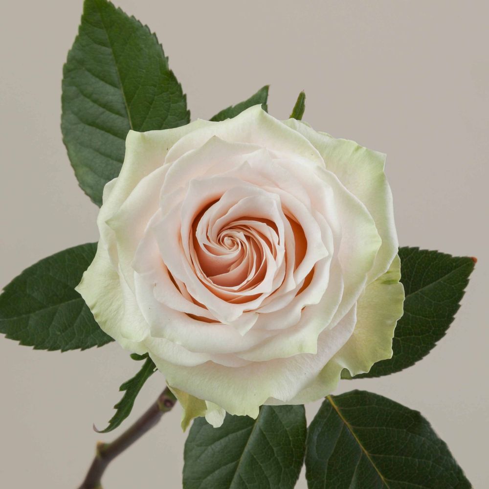 Champagnier Roses