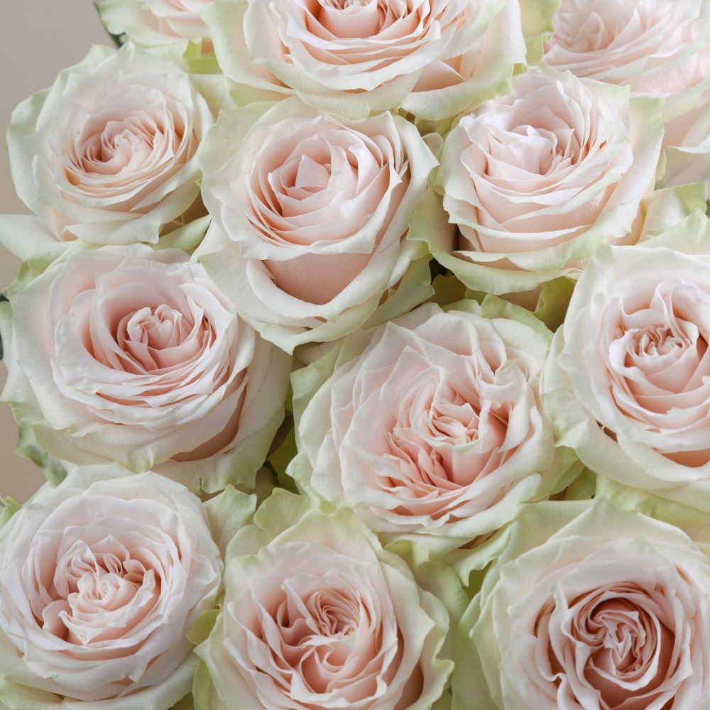 Champagnier Roses