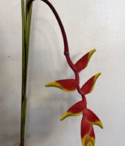 Heliconia, Hanging Rostrata-orange