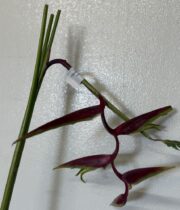 Heliconia, Hanging Sexy Scarlet-red
