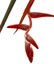 Heliconia, Hanging She Kong-red