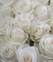Rose, Highlight-SA