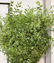 Huckleberry, XL-green