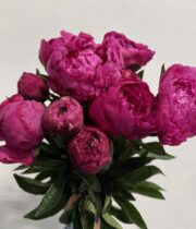 Peony, Avis Varner-raspberry