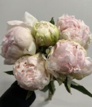 Peony, Brother Chuck-blush