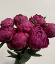 Peony, Highlight-red