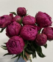 Peony, Kansas-raspberry