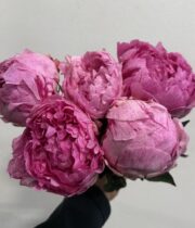 Peony, The Fawn-pink