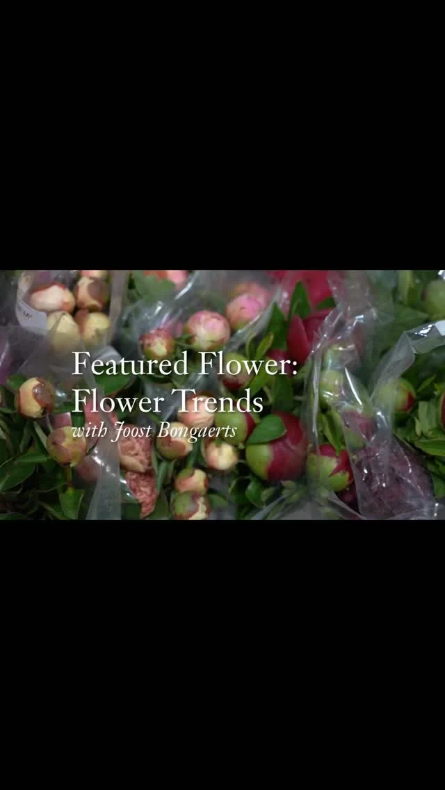 Alba Roses - Florabundance Wholesale Flowers
