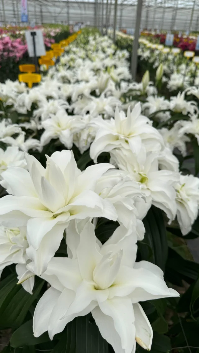 White Asiatic Lily - Florabundance Wholesale Flowers
